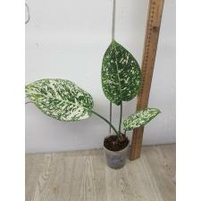 Aglaonema P-3 world heritage 2 leaves 