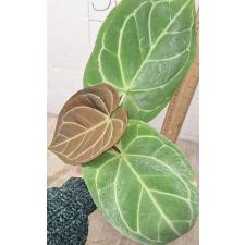 антуриум кристаллический / Anthurium crystallinum
