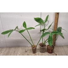 philodendron tripartitum