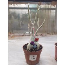 Adenium sp 12