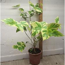 Нектантес арбор-тристис варегатный / Nyctanthes arbor-tristis variegata. Горшок