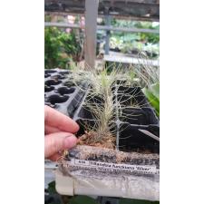Tillandsia funckiana 'Silver' A36