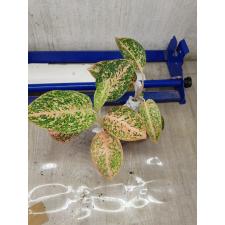 Aglaonema Sub mongkol - orange (stardust) A-121