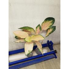 Aglaonema Amazon A-96