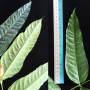 Wrightia dubia (red flower)(long leaf).