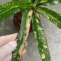 Codiaeum Rainbow (long leaf).