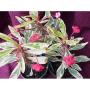 Euphorbia millii 'White Lightening'