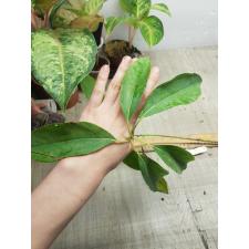 Cinnamomum camphora (seedling) 45