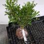 Murraya paniculata 'Min-a-Min' Dwarf(A)