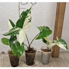 Сингониум Белые пестрые листья / Syngonium White Variegated Leaves