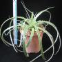 Hechtia glomarata (L) (Bromeliad) 71