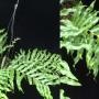 Drynaria sp.(T02) southern Thailand
