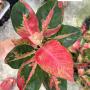 Aglaonema  Kitty A-59