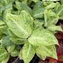 Aglaonema  Silver Rose A-72