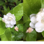Jasminum Mali Chat (Vietnam).