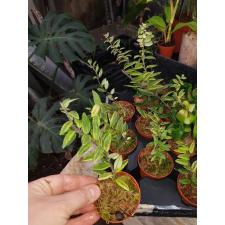 Aeschynanthus Bolero Bicolore 5 см горшке