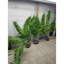 Microsorum sp.(T03) Africa 167