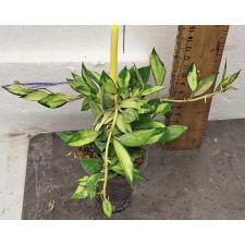 Хойя лакуноса (Желтая варегатность) / Hoya lacunosa (yellow variegated)(S)(#976)