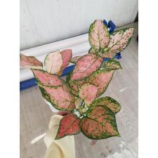 Aglaonema sp Baby Pink