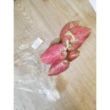 Caladium sp CC-3