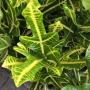 Codiaeum Sorn Thong