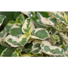 Асистация гангетская вариегатная / Asystacia gangetica variegata