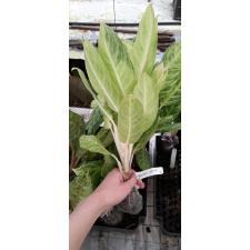 Aglaonema Golden Spoon 11