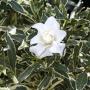 Gardenia redicans variegated