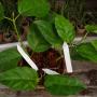 Hoya lasiantha          538