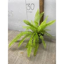 Nephrolepis exaltata cv Blonde (Rita's Gold)