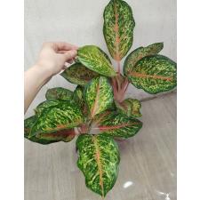 Aglaonema 10 Karat - green black A-3