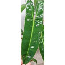 Филодендрон биллиетиае оранжевый ствол / Philodendron billietiae orange petiole