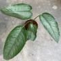 Schismatoglottis wallichii (silver form)