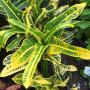 Codiaeum Judo Yellow.