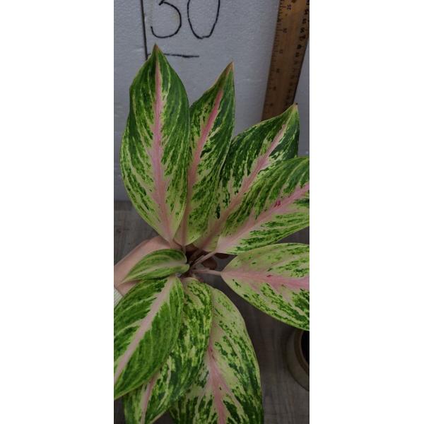 Aglaonema Malaitong A-44 Мутация