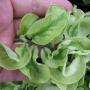Pedilanthus Zigzag Lime