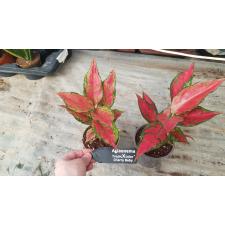 aglaonema cherry baby pot