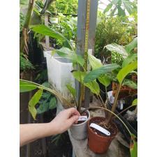 Tacca chantrieri (black flower) 266