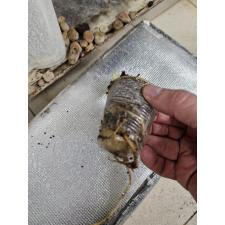 Zamioculcas zamiifolia variegated (big leaf)(yellow var) стаканчик 1 сегмент