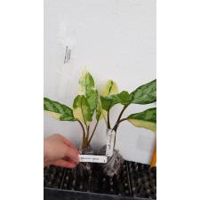 Aglaonema commutatum 'Bangkok Dream'm 22