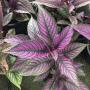 Strobilanthes dyerianus