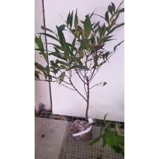Syzygium paniculatum variegated 490