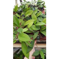 Хойя пубикаликс сорт «Роял Хавайан Пёрпл» / Hoya pubicalyx cv. Royal Hawaiian Purple