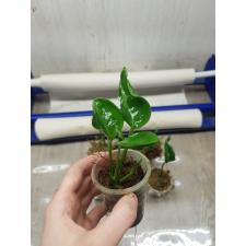 Epipremnum godzilla 250p 