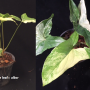 Syngonium sp.(T01) white leaf= albo-variegatum