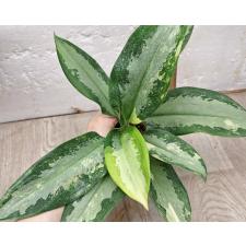 Аглаонема Суванапум / Aglaonema Suwanapum A-127