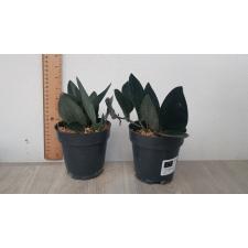 scindapsus sp. 'blue velvet 10 cm pot