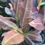 Musa 'Ace of Hearts'