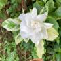 Gardenia angusta variegated