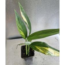 Epipremnum amplissimum variegated черн. горшок по 2500р